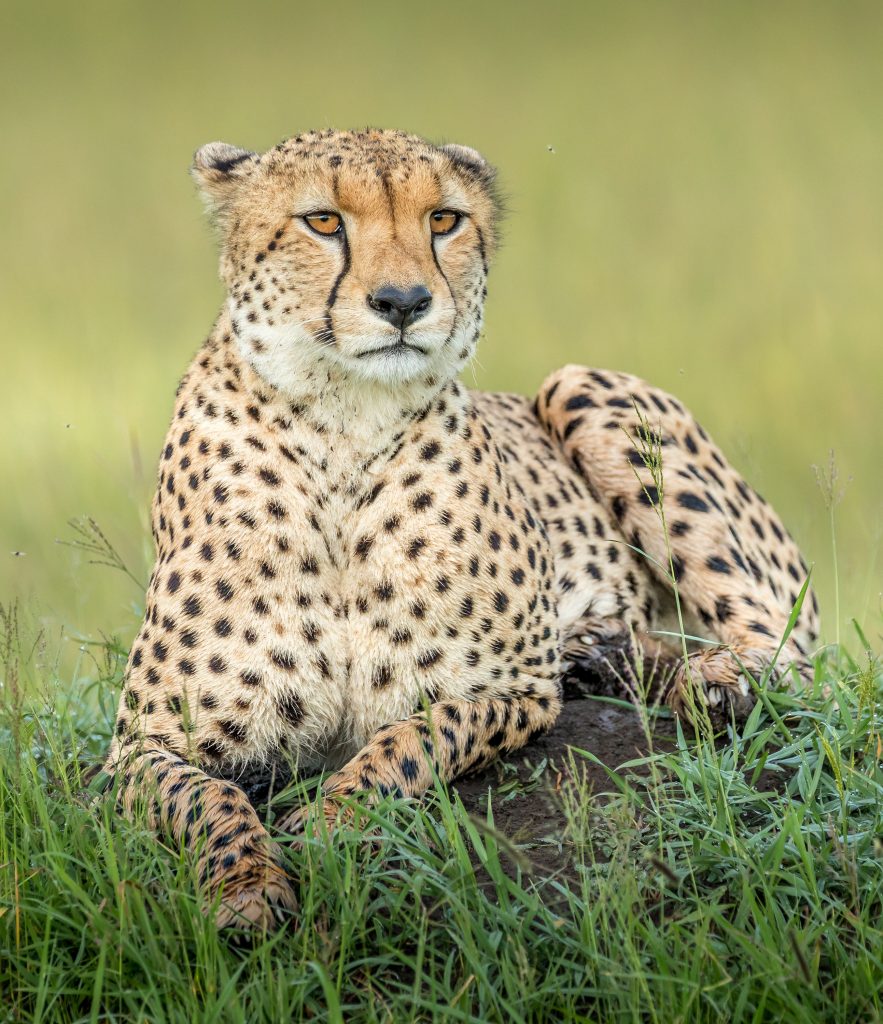 Kenya Safari - Leopard