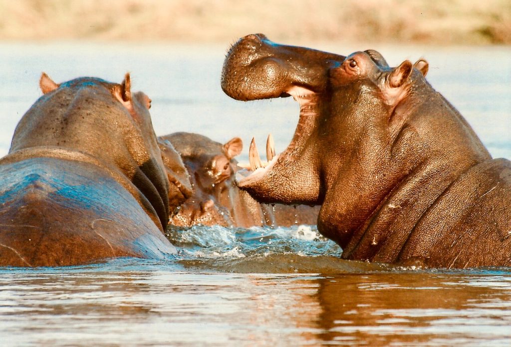 Kenya Safari - hippopotamus