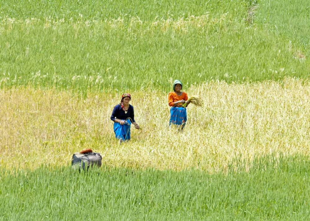 Incredible India - Rice fields