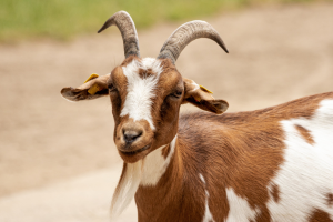 Sudan Goat