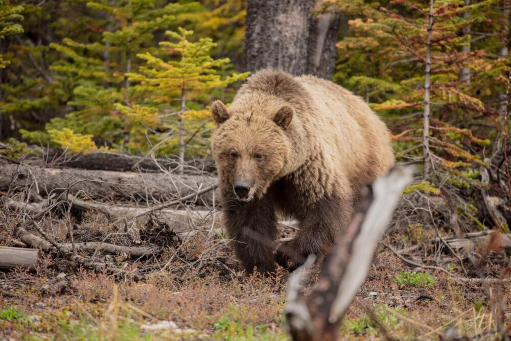 Bear Canada