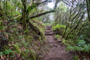 La Gomera Path