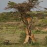 Kenya Safari