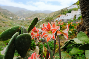 La Gomera -flowers