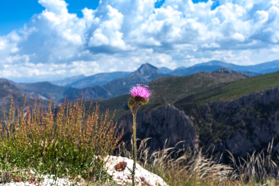 Swiss - Alpine Flowers