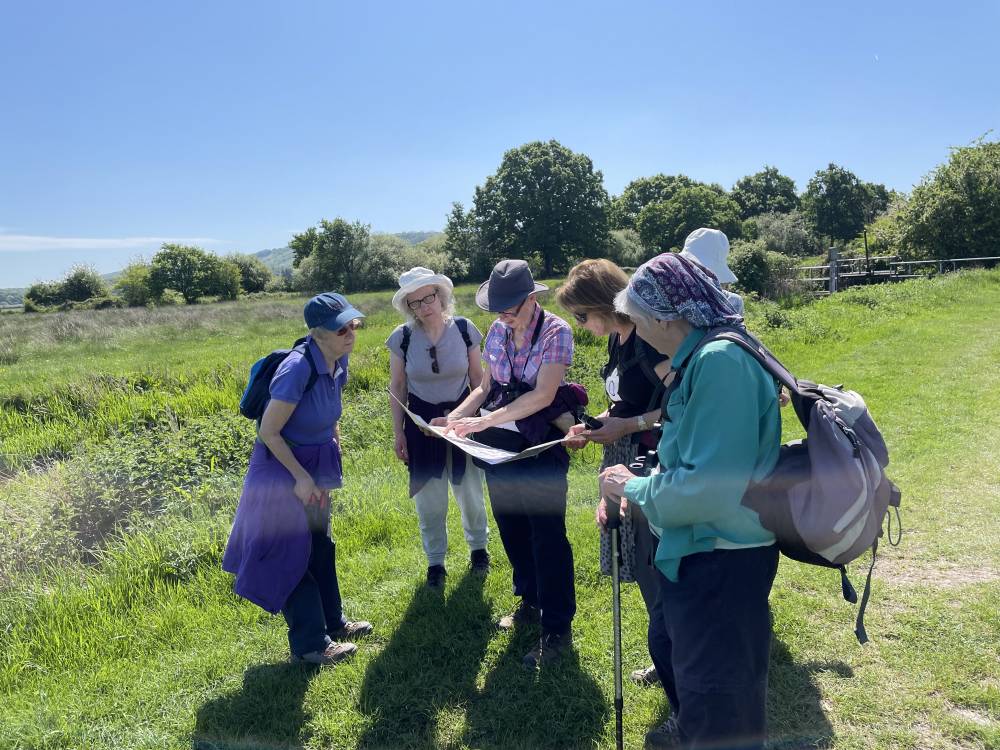 Sussex Songbirds - Studying map