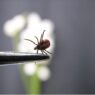 How to protect from Ticks